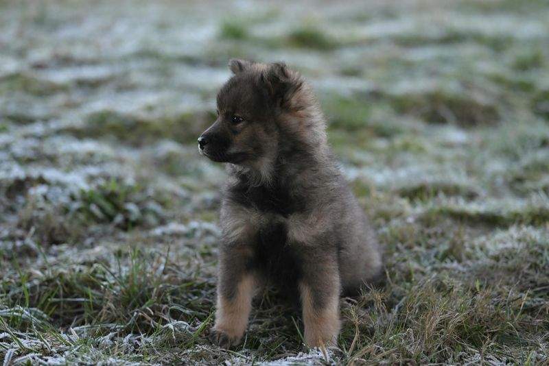 Desert Paws Haven - Image 12