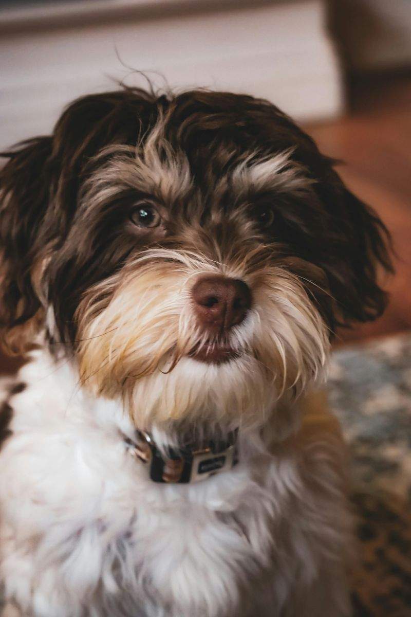 Desert Paws Haven - Image 2